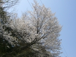 山桜