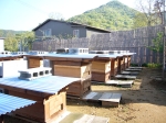 朝の養蜂場