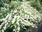 ウツギの白い花（卯の花）