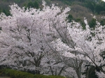 山桜