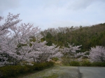 養蜂場の近くに咲く桜の花