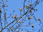 養蜂場のすぐ近くにある桜の木