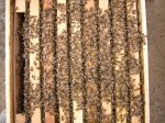 箱の中の蜂たち