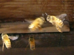 蜂さんと蜂さんがゴッツンコ！