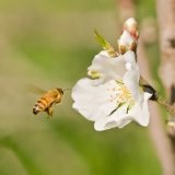 蜜蜂03