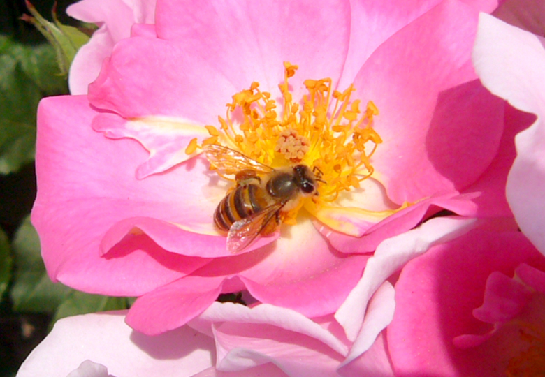 薔薇にミツバチ